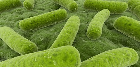 bacteria-legionela-control
